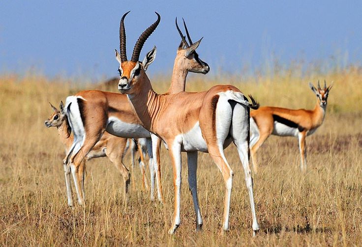 Luxury Safari